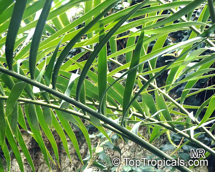 Ceratozamia mexicana, Palmilla, Forest Pineapple