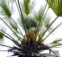 Chamaerops humilis, Dwarf Fan Palm, European Fan Palm

Click to see full-size image
