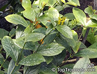 Chloranthus erectus, Chloranthus officinalis, Chloranthus

Click to see full-size image