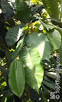 Chrysophyllum argenteum, Caimito de mono, Bastard Redwood

Click to see full-size image