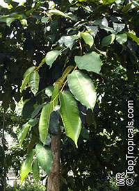 Chrysophyllum argenteum, Caimito de mono, Bastard Redwood

Click to see full-size image