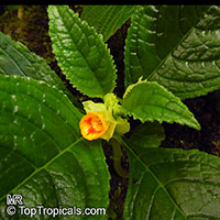 Chrysothemis friedrichsthaliana, Tussacia friedrichsthaliana, Chrysothemis

Click to see full-size image