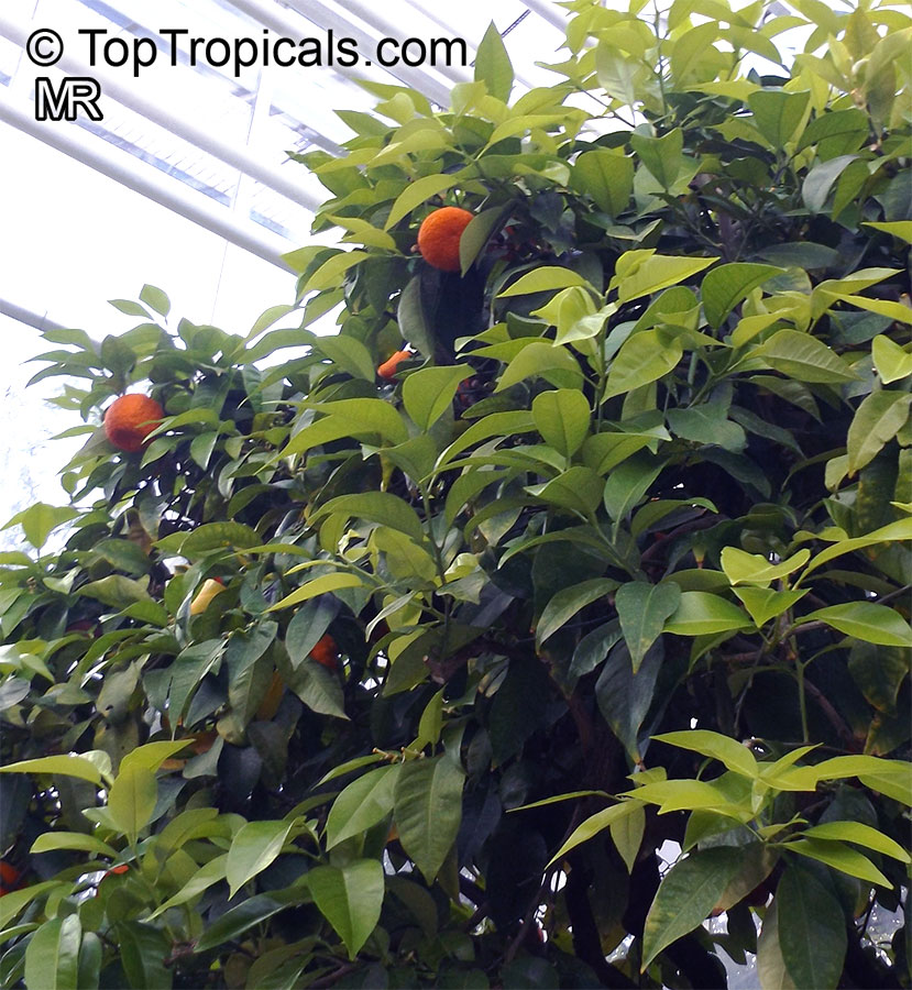 Citrus x aurantium, Bitter Orange, Seville Orange, Sour Orange, Bigarade Orange