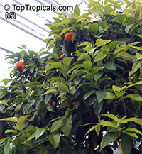 Citrus x aurantium, Bitter Orange, Seville Orange, Sour Orange, Bigarade Orange

Click to see full-size image