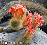 Cleistocactus sp., Cleistocactus

Click to see full-size image