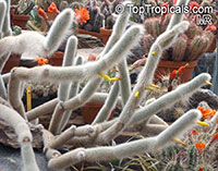 Cleistocactus sp., Cleistocactus

Click to see full-size image