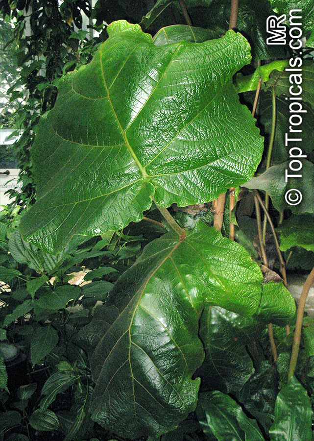 Coccoloba pubescens, Grandleaf Seagrape, Tin Roof Tree