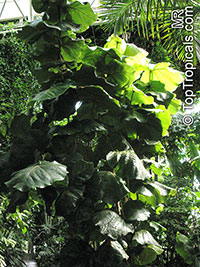 Coccoloba pubescens, Grandleaf Seagrape, Tin Roof Tree

Click to see full-size image