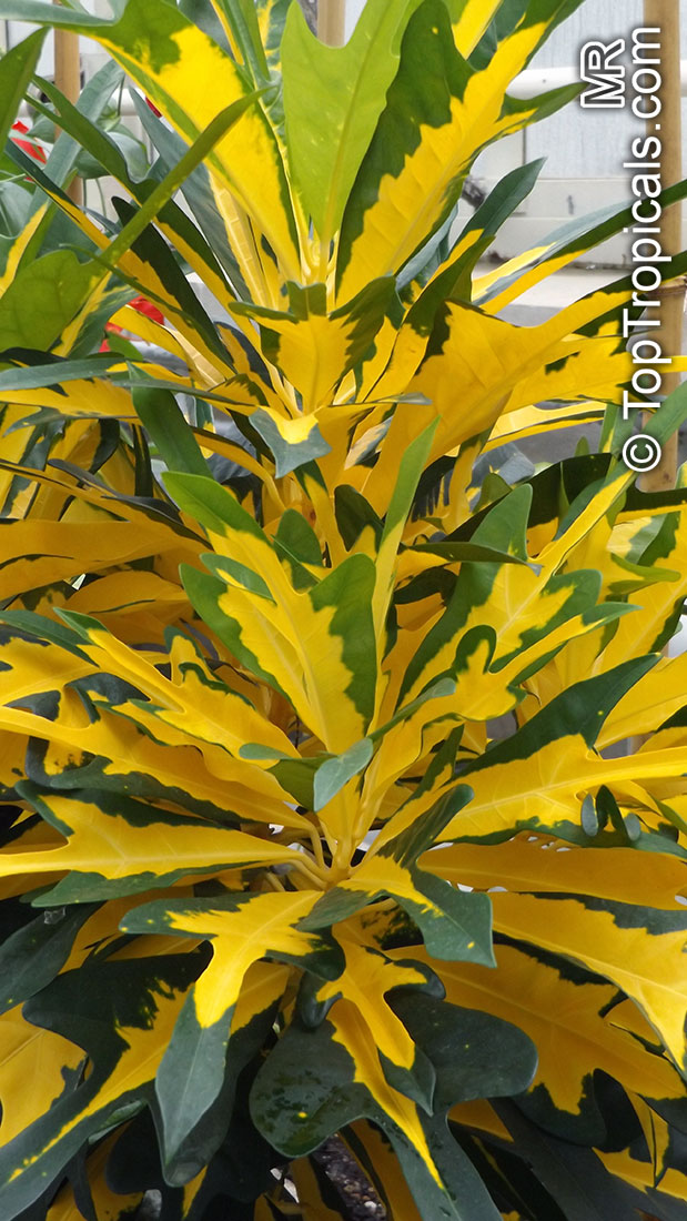 Codiaeum variegatum Golden Arrowhead, Golden Arrowhead Croton
