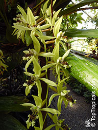 Coelogyne sp., Coelogyne

Click to see full-size image