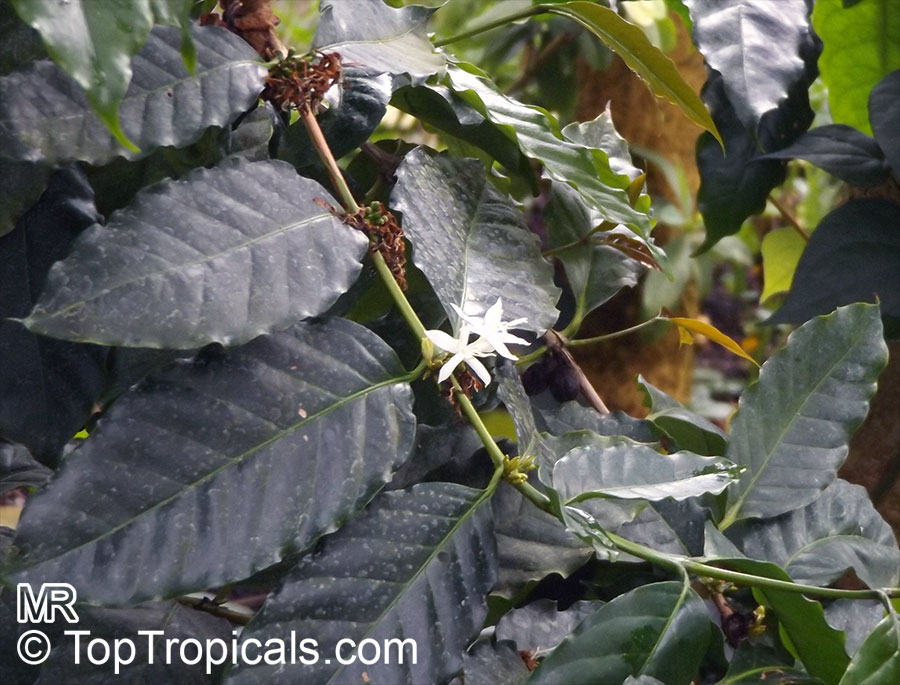 Coffea stenophylla, Highland Coffee of Sierra Leone