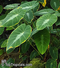 Colocasia sp., Elephant Ear, Mafafa, Taro Root

Click to see full-size image