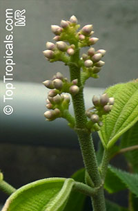 Conostegia subcrustulata, Miconia subcrustulata, Conostegia

Click to see full-size image
