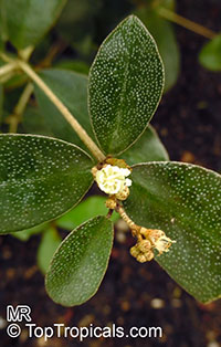 Croton eluteria, Cascarilla officinalis, Cascarilla

Click to see full-size image