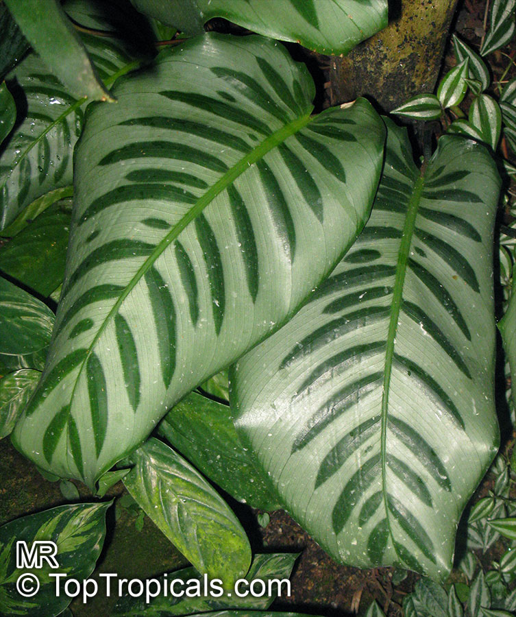Ctenanthe sp., Bamburanta, Never-Never Plant. Ctenanthe oppenheimiana. Synonym: Calathea oppenheimiana