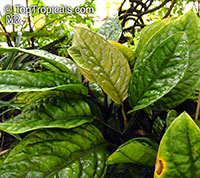 Culcasia mannii, Aglaonema mannii 

Click to see full-size image