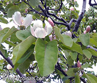 Cydonia oblonga, Quince

Click to see full-size image