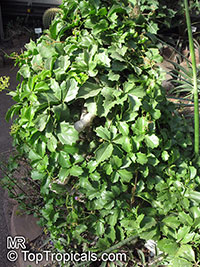 Cyphostemma cirrhosum, Tree Grape

Click to see full-size image