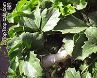 Cyphostemma cirrhosum, Tree Grape

Click to see full-size image