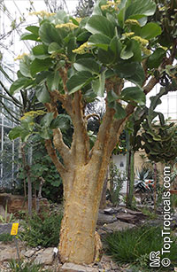 Cyphostemma currori, Tree Grape

Click to see full-size image