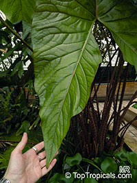 Cyrtosperma johnstonii , Arbi

Click to see full-size image