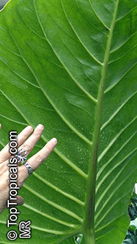 Cyrtosperma merkusii, Pulaka, Swamp Taro, Giant Swamp Taro

Click to see full-size image