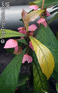 Dalechampia spathulata, Dalechampia roezliana, Winged Beauty Shrub

Click to see full-size image