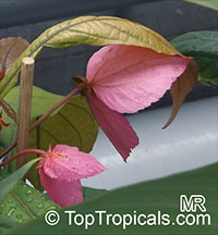 Dalechampia spathulata, Dalechampia roezliana, Winged Beauty Shrub

Click to see full-size image