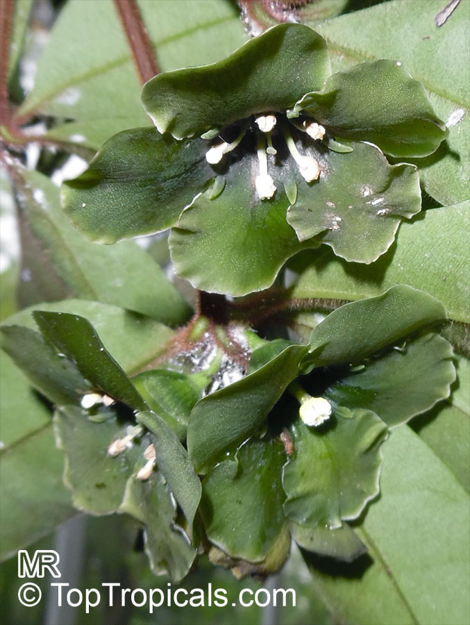 Deherainia smaragdina, Emerald Flower