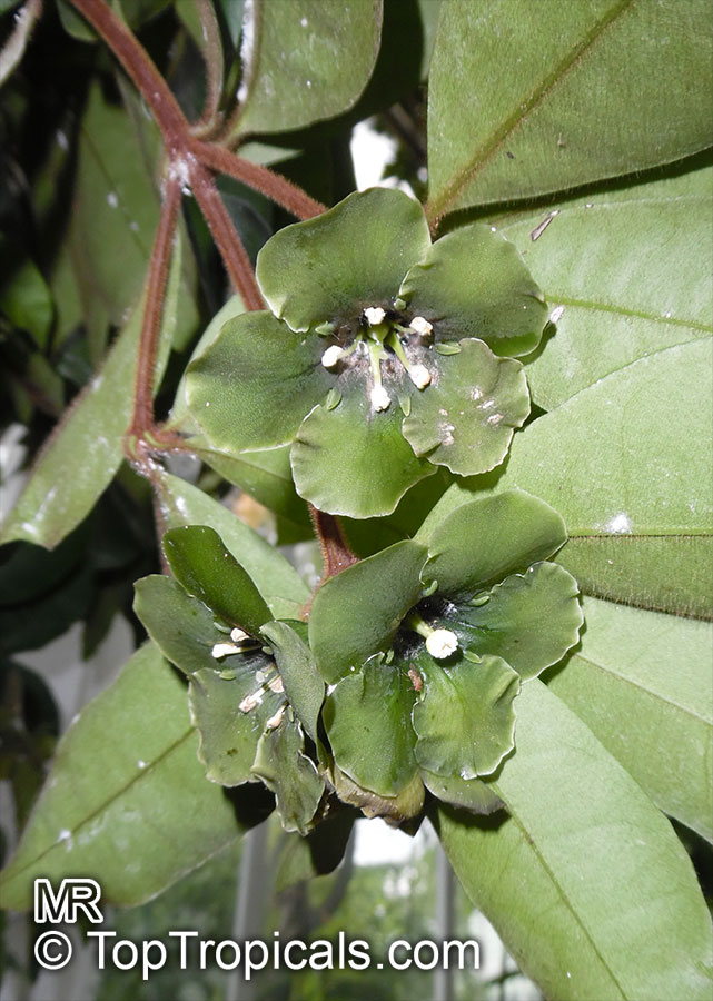 Deherainia smaragdina, Emerald Flower