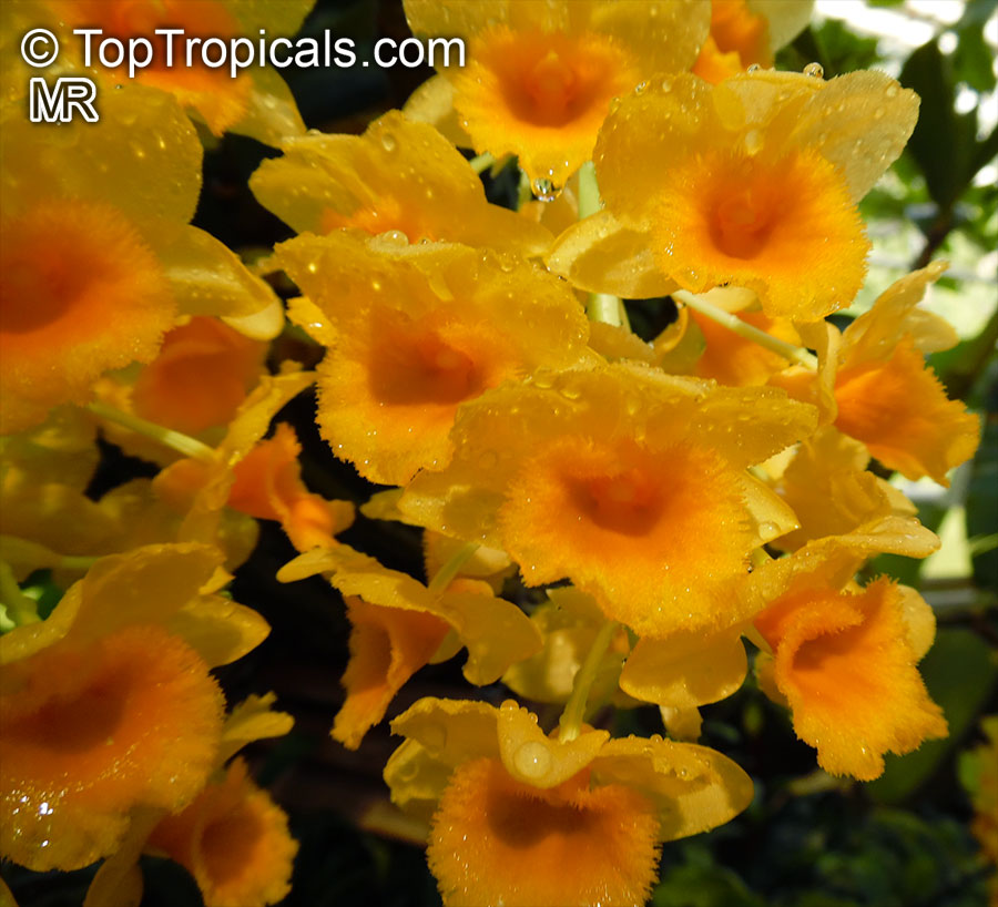 Dendrobium densiflorum, Pineapple Orchid