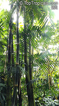 Dendrocalamus sp., Giant Bamboo

Click to see full-size image