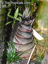 Dendrocalamus giganteus, Bambusa gigantea, Giant Bamboo

Click to see full-size image