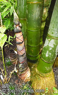 Dendrocalamus giganteus, Bambusa gigantea, Giant Bamboo

Click to see full-size image