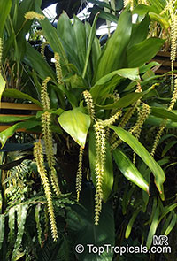 Dendrochilum latifolium, Large-leafed Dendrochilum

Click to see full-size image