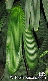 Dicranopygium atrovirens, Carludovica atrovirens, Dicranopygium