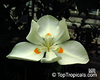 Dietes robinsoniana, Lord Howe Wedding Lily

Click to see full-size image