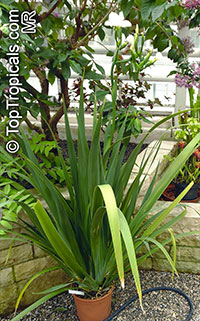 Dietes robinsoniana, Lord Howe Wedding Lily

Click to see full-size image
