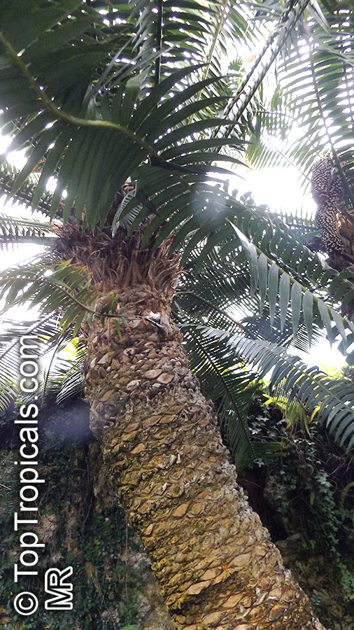 Dioon spinulosum, Giant Dioon, Gum Palm