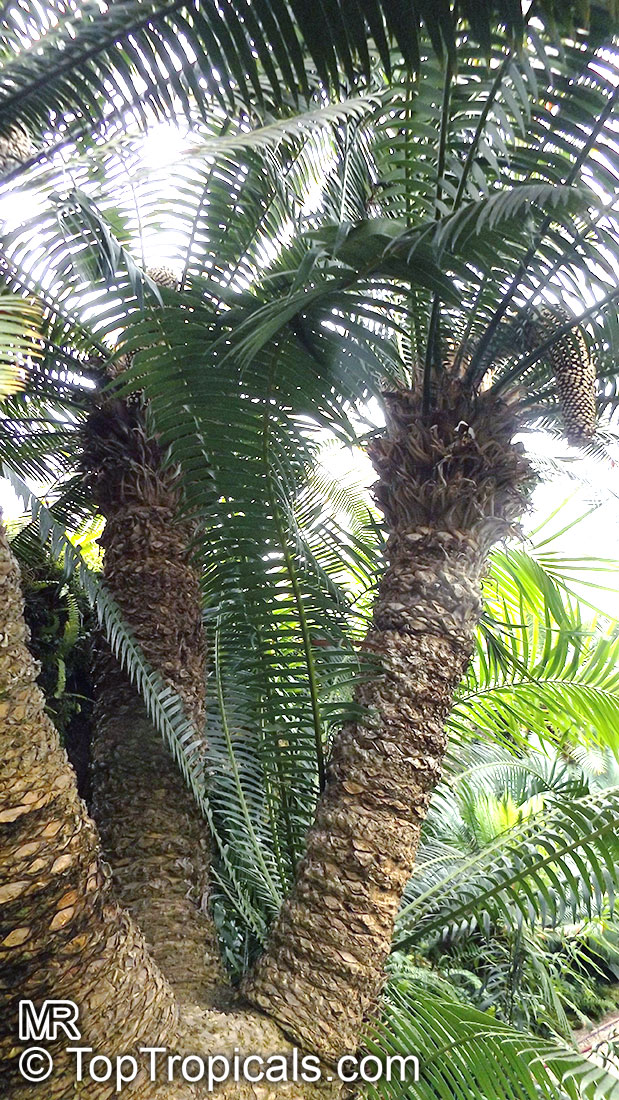Dioon spinulosum, Giant Dioon, Gum Palm