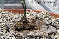 Dioscorea elephantipes, Dioscorea macrostachya, Dioscorea mexicana, Testudinaria elephantipes, Elephant foot, Turtle shell, Hottentot-Bread

Click to see full-size image