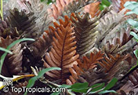 Drynaria willdenowii, Polypodium willdenowii, Basket Fern

Click to see full-size image