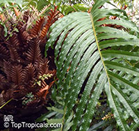 Drynaria willdenowii, Polypodium willdenowii, Basket Fern

Click to see full-size image