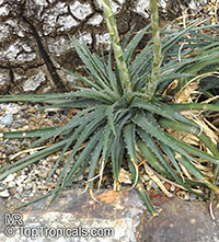 Dyckia sp., Dyckia

Click to see full-size image