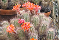 Echinocereus sp., Hedgehog Cactus

Click to see full-size image