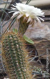 Echinopsis candicans, Cereus candicans, Trichocereus candicans, Argentine Giant

Click to see full-size image