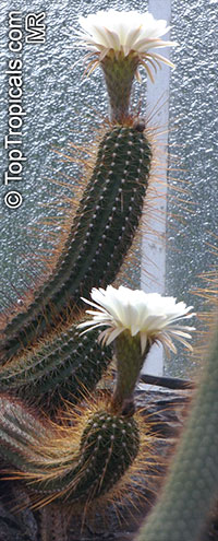 Echinopsis candicans, Cereus candicans, Trichocereus candicans, Argentine Giant

Click to see full-size image