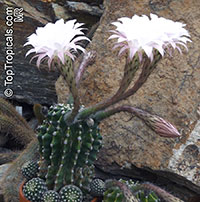 Echinopsis sp., Hedgehog Cactus

Click to see full-size image
