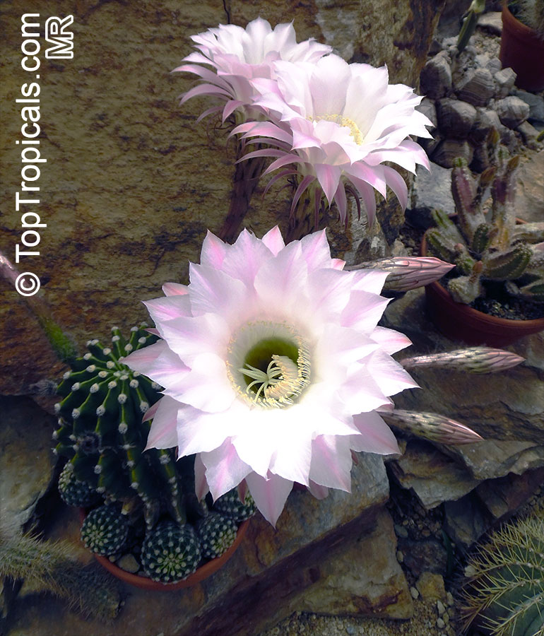 Echinopsis sp. - Easter Lily Cactus