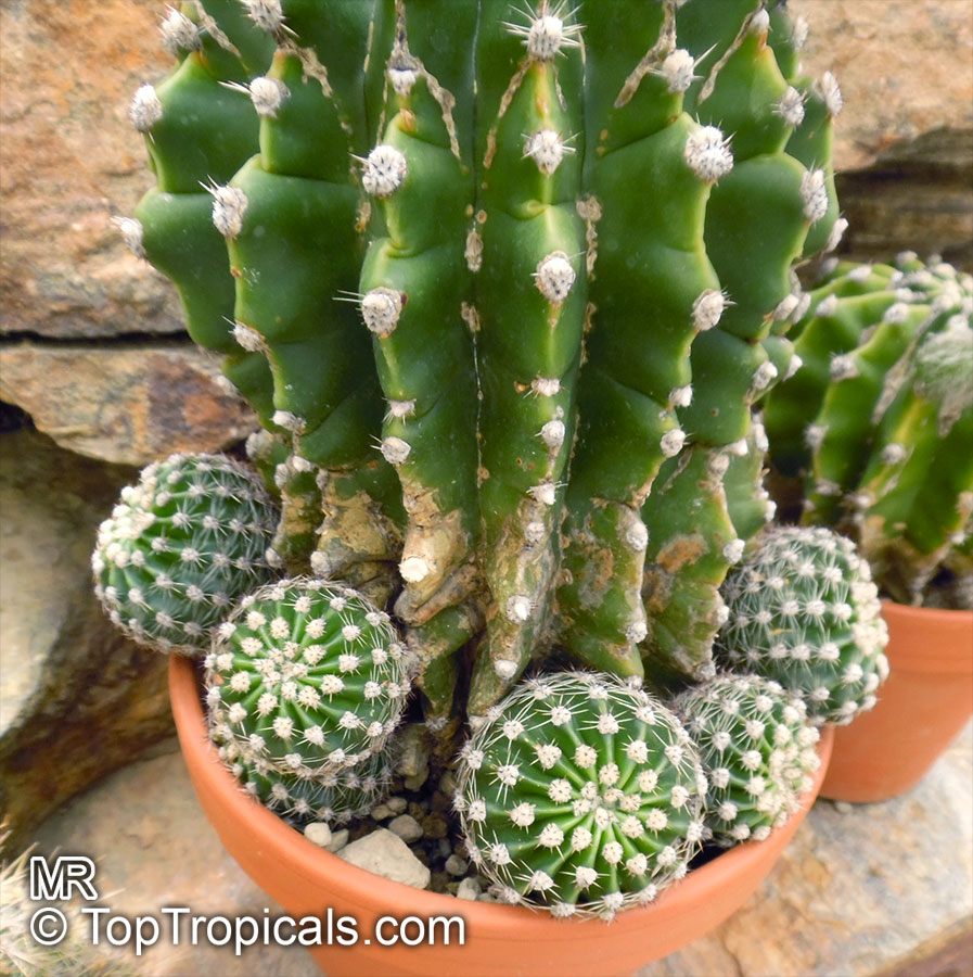Echinopsis sp., Hedgehog Cactus